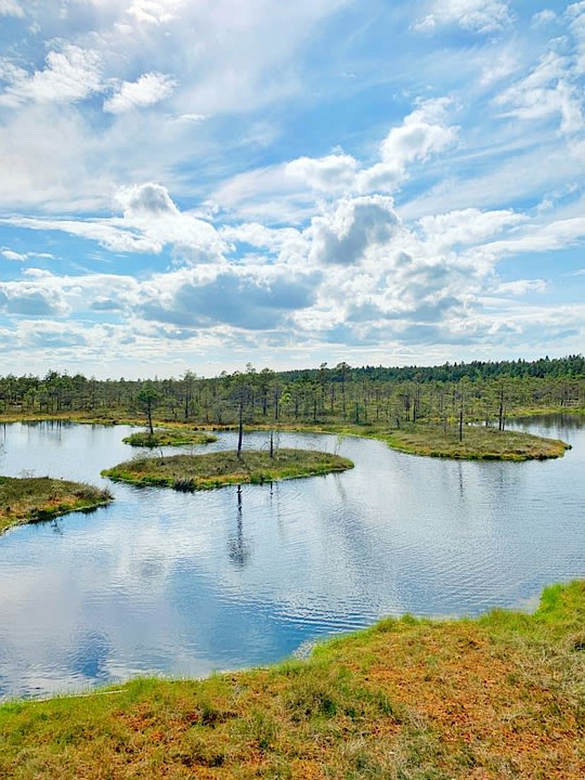 Latvian Bog Landscape