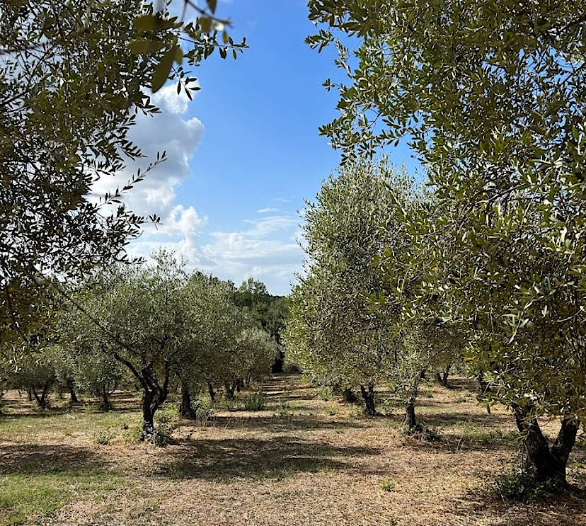Corfu Olive Trees