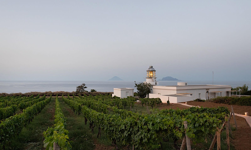 Vineyard