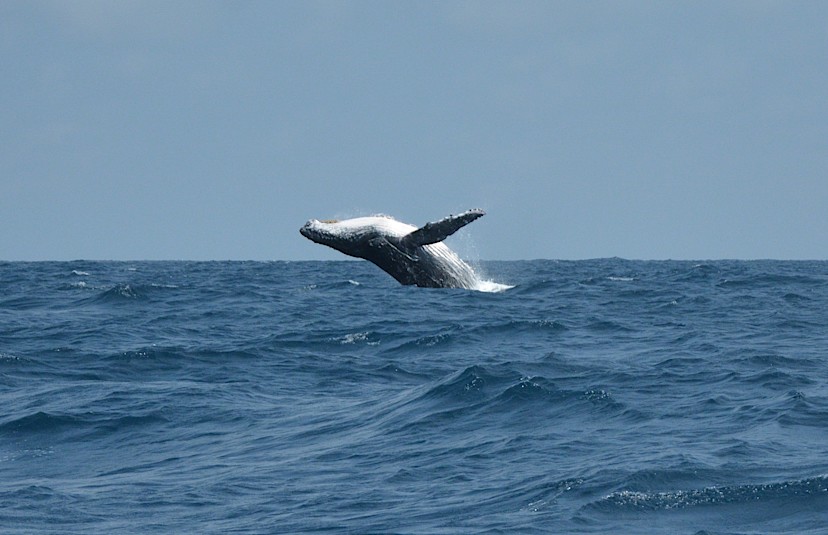 Drake Passage Whalewatching