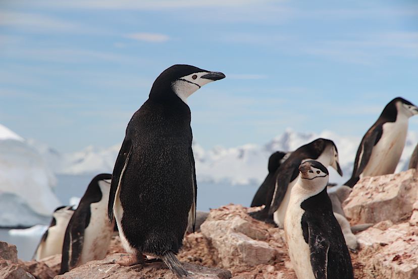 Chinstrap Penguins