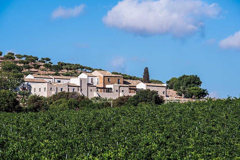 Vineyard