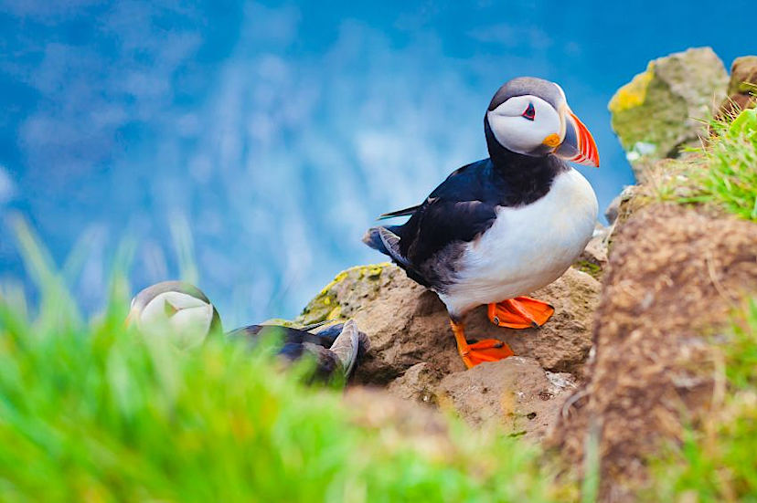 Puffin