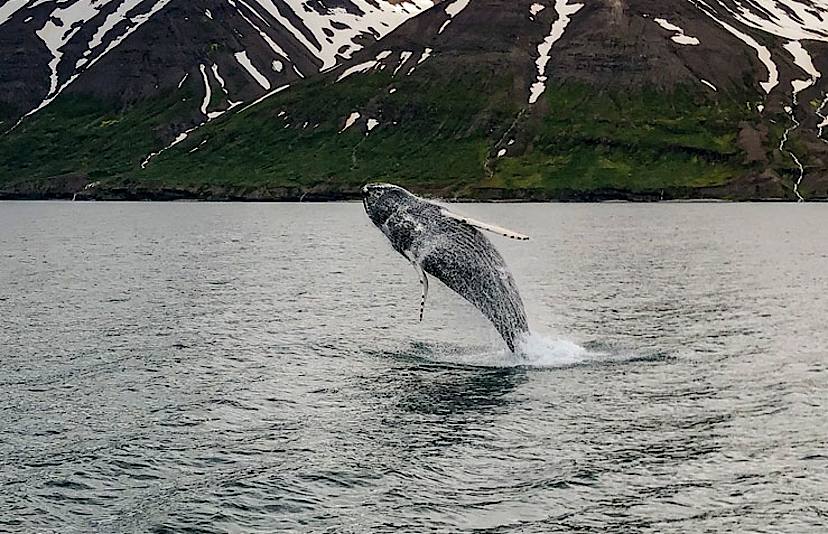 Whale Watching