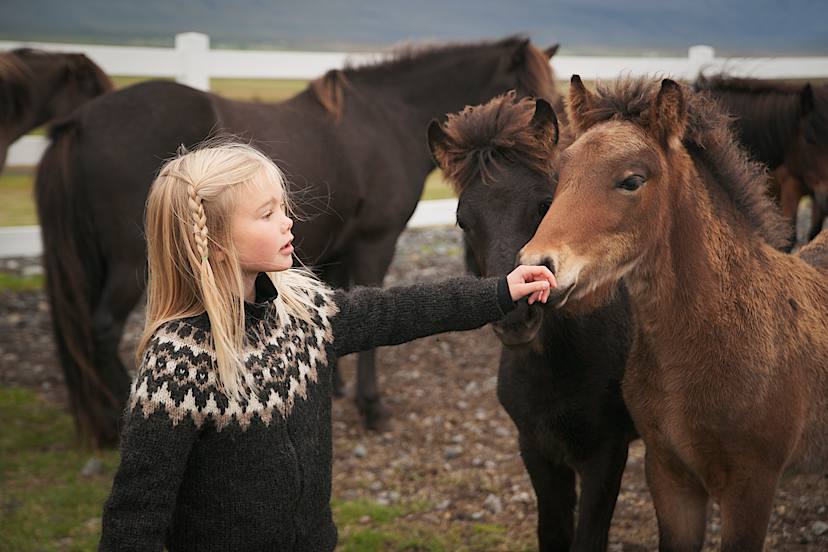 Icelandic Horses