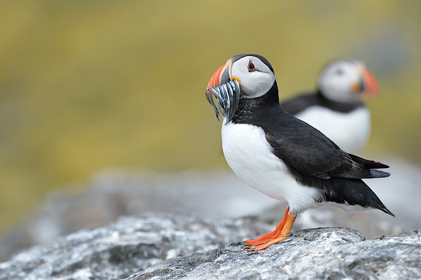 Puffin Watching