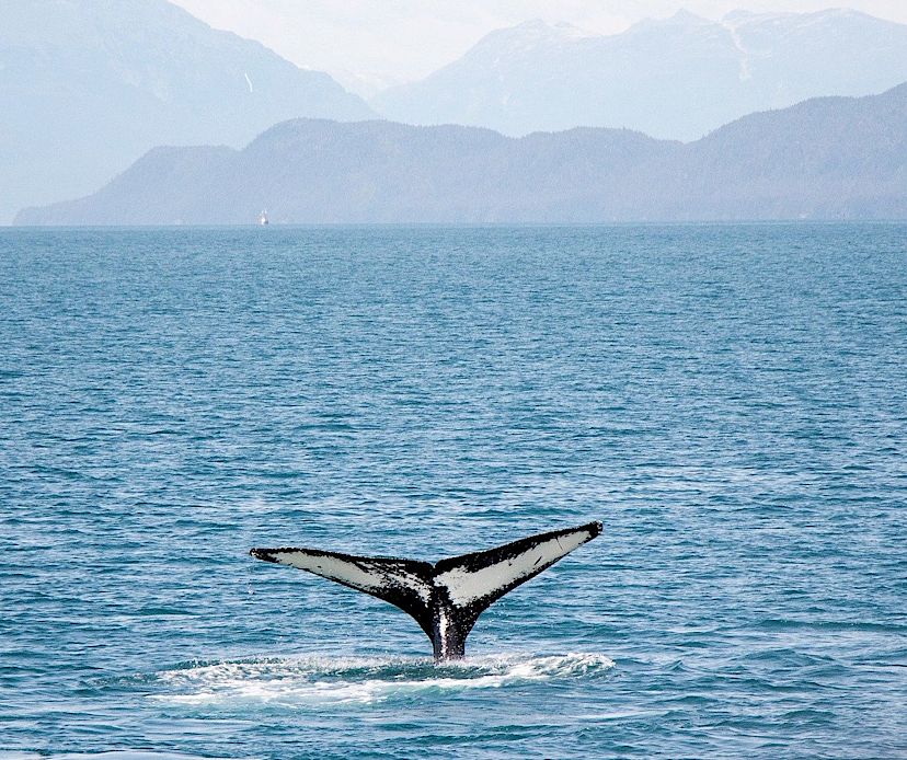 Whale Watching