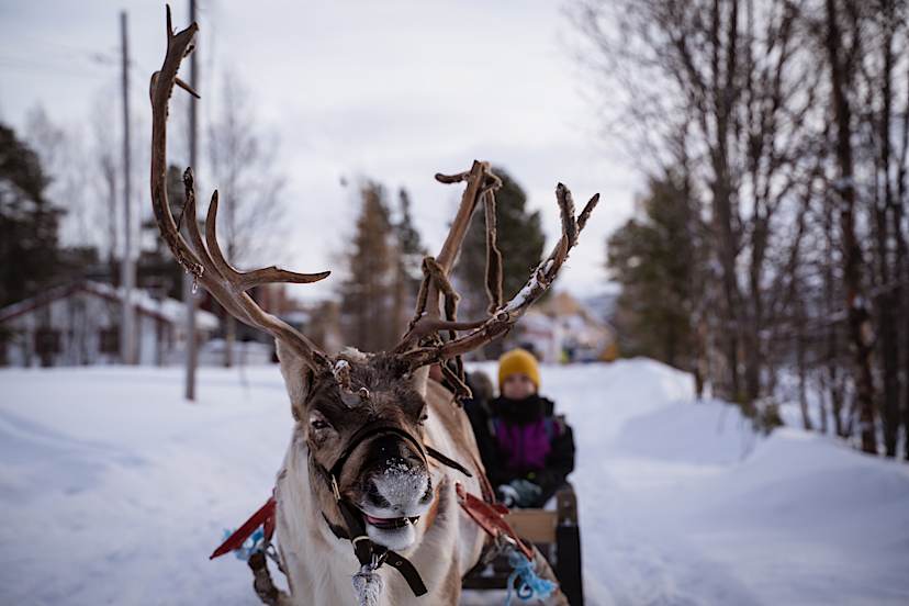 Reindeer Sledding