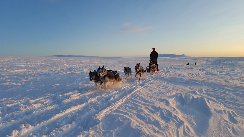 Dog Sledding