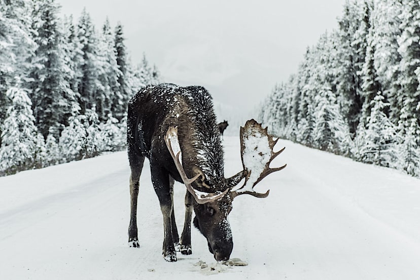 Moose