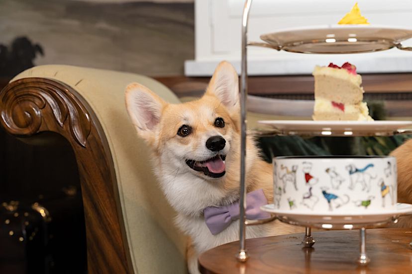 Doggy Afternoon Tea