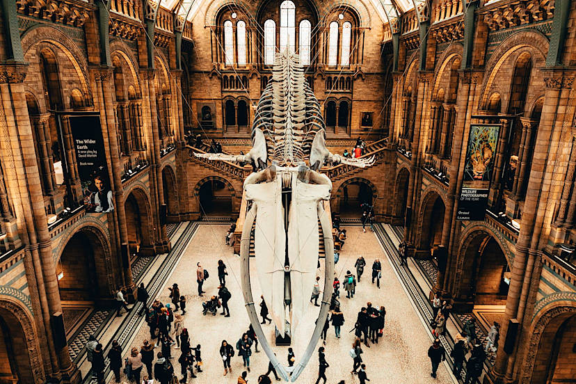 Optional: Natural History Museum