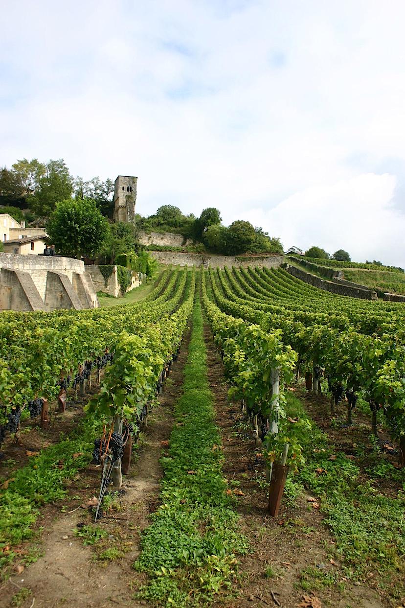 Bordeaux Vineyard