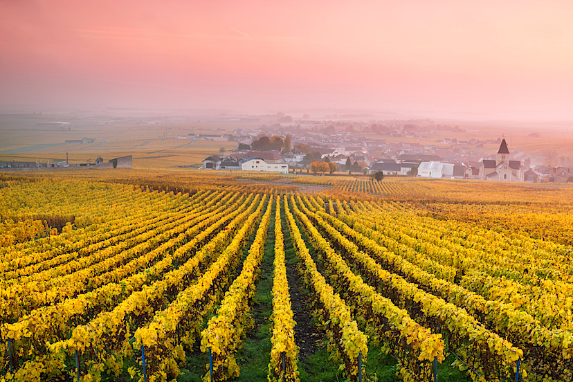 Sunset over the Vineyards