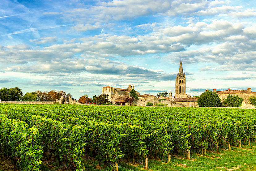 Burgundy Vineyards