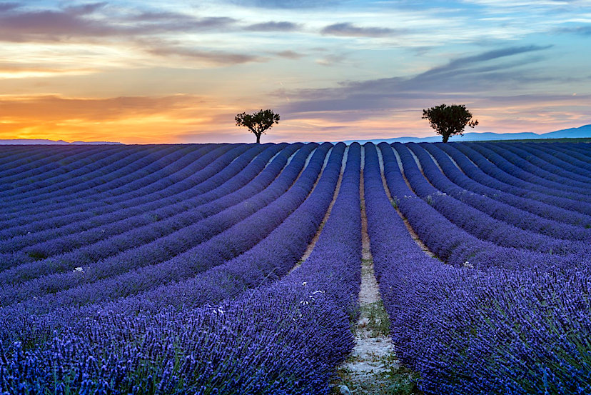 Lavender Fields