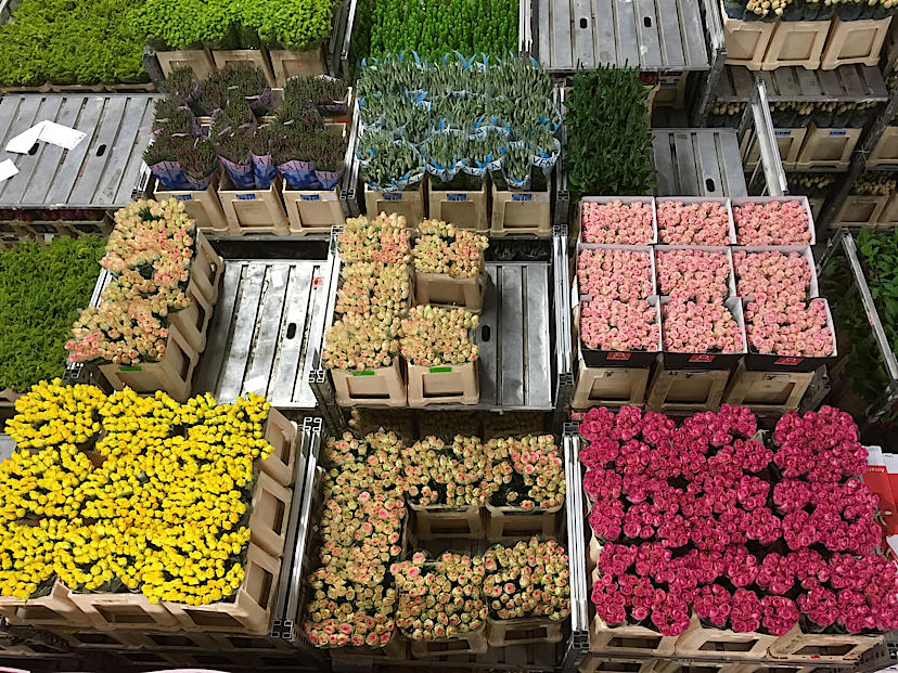 Aalsmeer Flower Auction