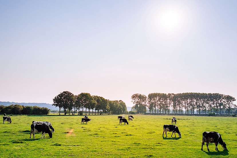 Dutch Countryside