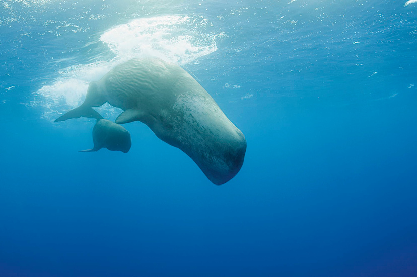 Portuguese Azores Sperm Whale