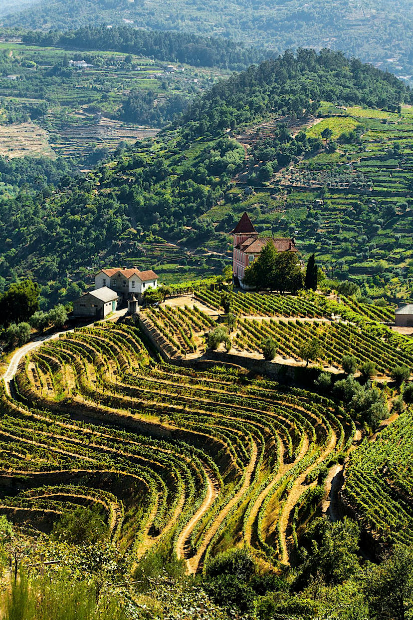 Vineyard Visit