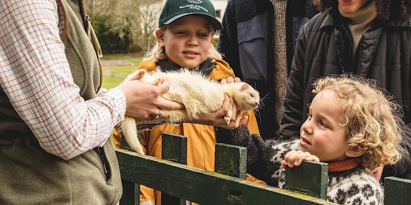 Ferrets