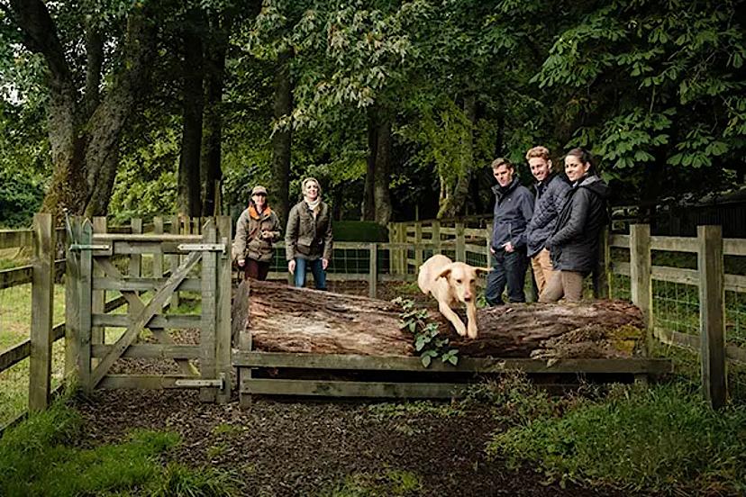 Gundogs