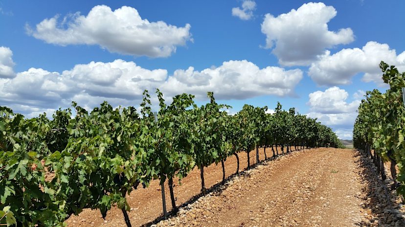 La Rioja Vineyard