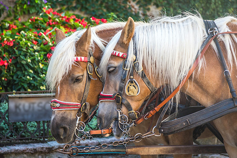 Horse Carriage