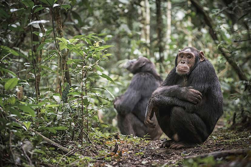 KIBALE NATIONAL PARK