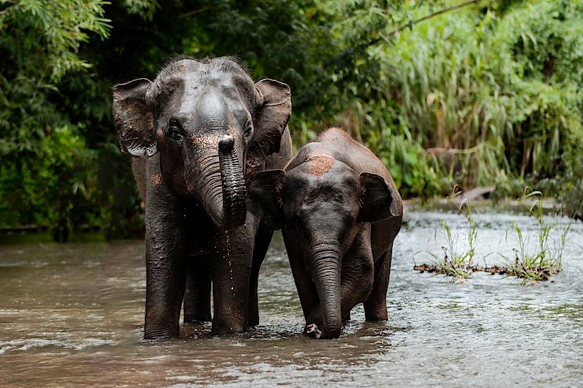Elephant Encounter in Chiang Mai's Jungles