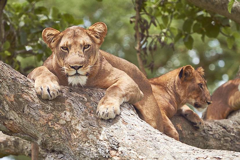 QUEEN ELIZABETH NATIONAL PARK