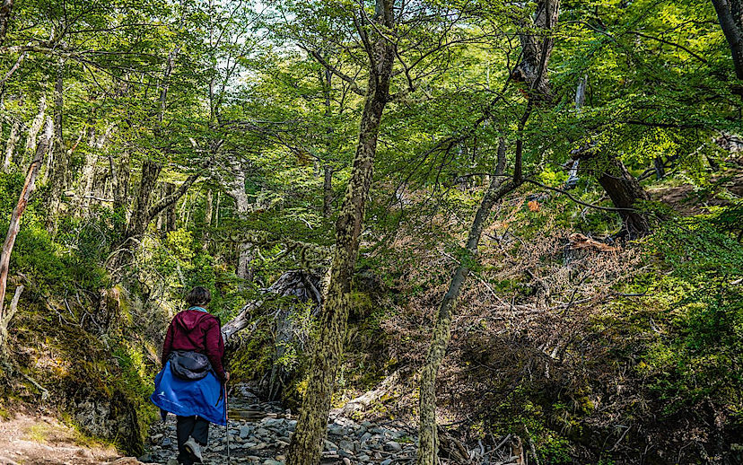 Lenga Forest
