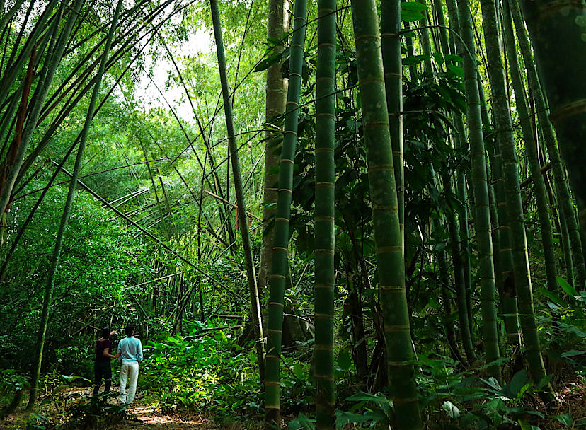 Bamboo Forest