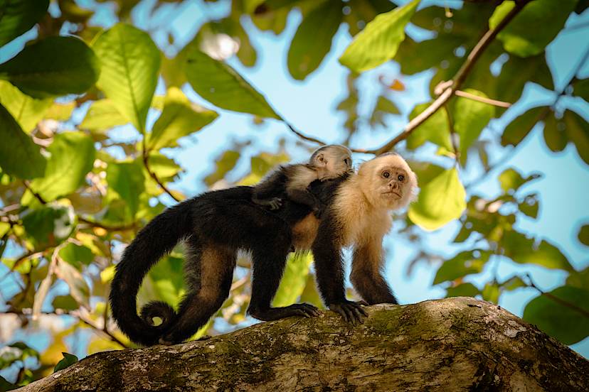MANUEL ANTONIO