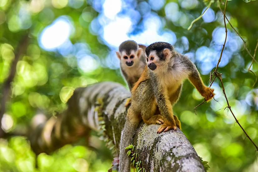 MANUEL ANTONIO