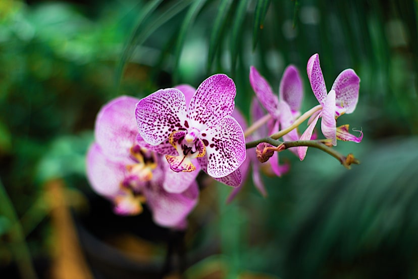 Orchid Farm