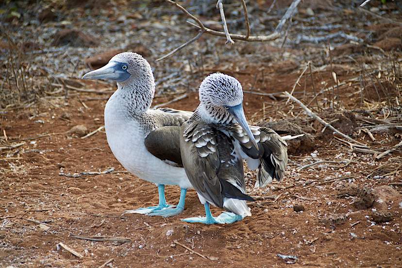 Blue-Footed Boobies