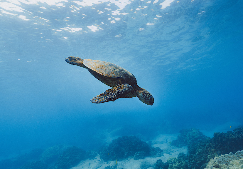 Snorkeling with Sea Turtles