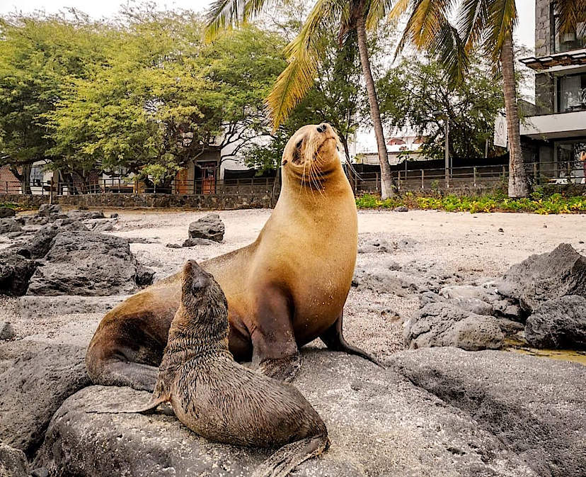 The Locals