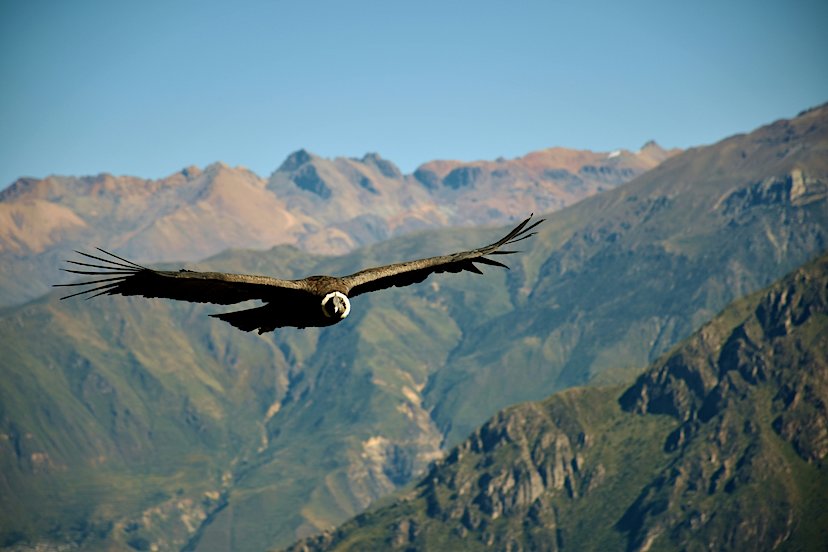 Condor over Colca Canyon