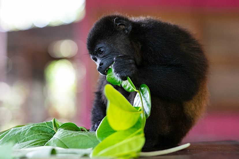 Monkey