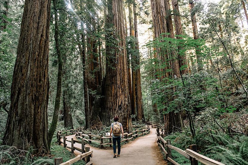 Muir Woods