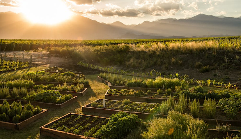 Vineyards