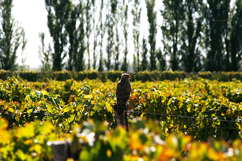 Vineyard