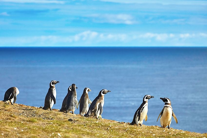 Magdalena Island