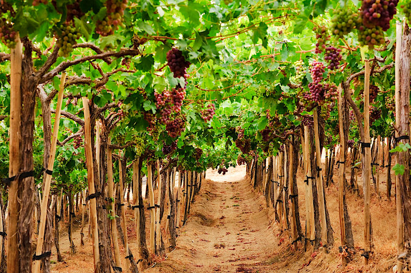 Vineyards Of San Antonio Valley