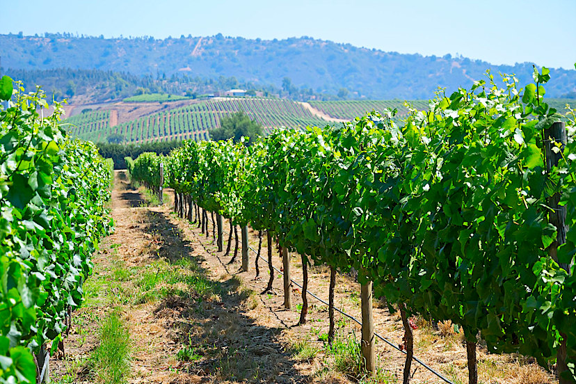 Casablanca Valley Winery