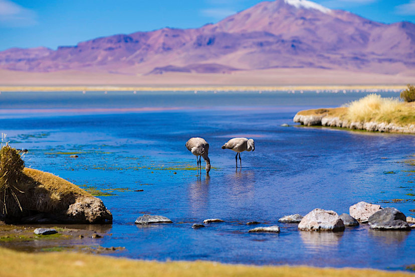 Flamingos