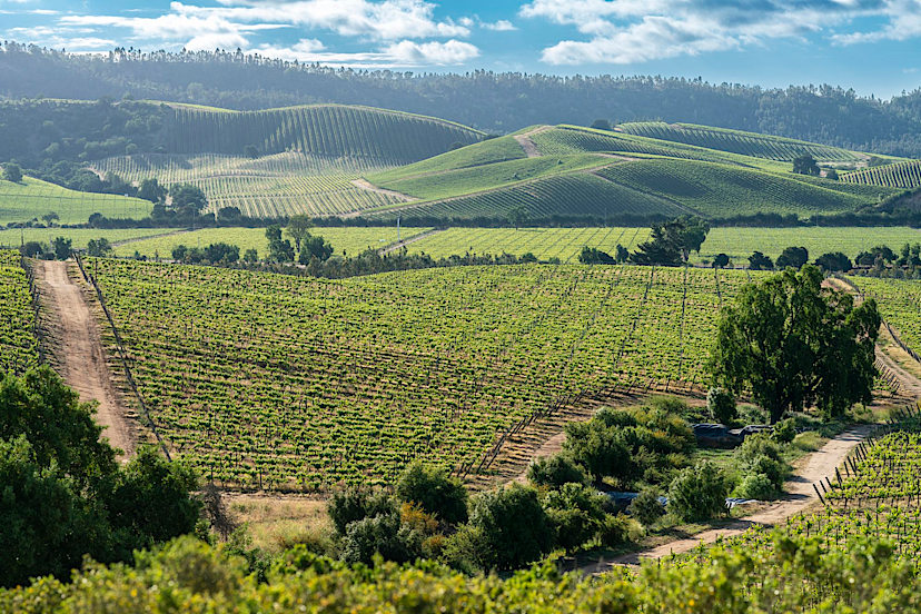 Casablanca Valley Vineyard
