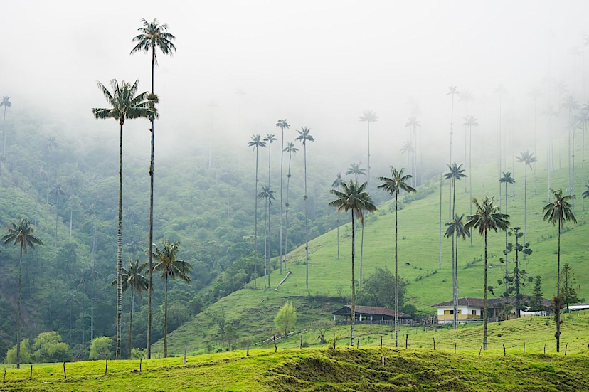 Cocora Valley